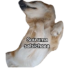 Spott The Dog 8