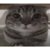 Caras graciosas de gatos 😹 6