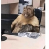Monkey's  9
