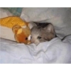 Cats.exe 5