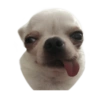 Chihuahuas 6