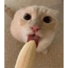 Wkwk 27