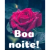 Boa noite Flores 17
