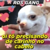 *RDS GANG of to precisando de carinho no cabelo