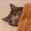Gatitos tristes 18