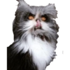 Gatitos Enojados 9