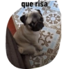 que risa 53