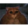 Miau 12