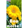 Boa noite Flores 30
