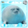 Foca adorável 🦭 5
