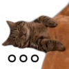 🐱 Gatitos En Secuencia🧩 9