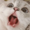 Reacciones gatos  6