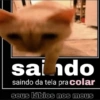 Gatinhos 15