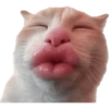 Gatitos para el chat 🫪 2 17