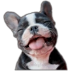 🐾Perritos reacciones🐶🐕 8