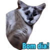 Memel, a Gata 8