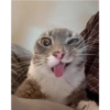 Caras graciosas de gatos 😹 5