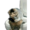 Gatos Llorando 5