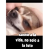Juanito Chihuahua 6