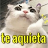 Gatinhos memeiros 🐱 2