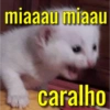 Gatinhos memeiros 🐱 4