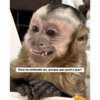 Monkey's  26