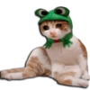 Gatos Llorando 8