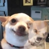 Cosas de Perritos 6🤎🐶✨ 8