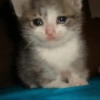 Gatitos tristes 8