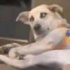 Cosas de Perritos 6🤎🐶✨ 9