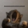Gatitos Memes😺✨💕17 17