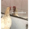 Figurinhas 7