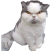 Gatitos Enojados 7