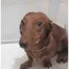 Perros salchicha 2.0 11