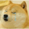 Cats and dogs funny 14