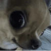 Side eyes animals 7