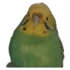 Birds 2.0 22