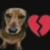 Perros salchicha 2.0 12