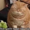 Gatitos Memes😺✨💕17 6