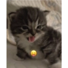Mini blep