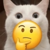 Gatos Random 🐈‍⬛ XDXD 🤣 7