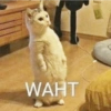 Cats and dogs funny 7
