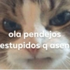 ola pendejos
estupidos q asen
