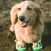 Perritos Cute 8