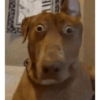 Memes RANDOM 6