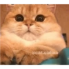 Omg 12
