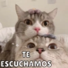 Michitos de amorcito😍 10