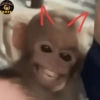 🌴🐒Monkey Crazy🐒🌴 🔥金Montana金🔥 18