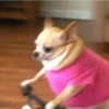 Más y Más Perritos 🐶🐾 9