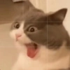 Pets fofos  27